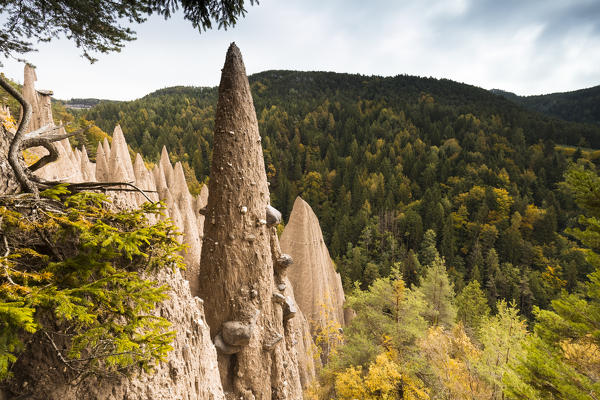 The famous Earth Pyramids of Ritten (Renon), a natural monument, Bolzano province, South Tyrol, Trentino Alto Adige, Italy