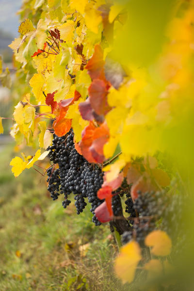 a suggestive autumnal close up of grapes, Bolzano province, South Tyrol, Trentino Alto Adige, Italy, Europe