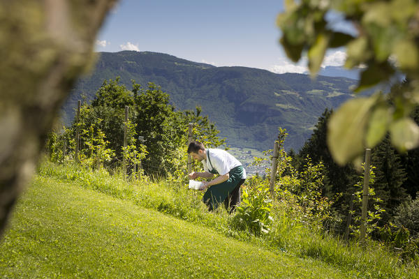 the chef pick herbs and flowers up in order to cook traditional dishes, Bolzano province, South Tyrol, Trentino Alto Adige, Italy