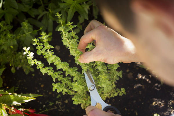 the chef cut herbs from his vegetables garden in order to cook traditional dishes, Bolzano province, South Tyrol, Trentino Alto Adige, Italy