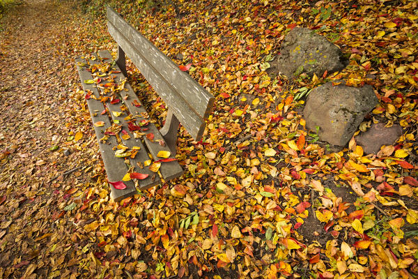 an emotional snapshot of the autumn with a bench and a carpet of coloured leaves, Bolzano province, South Tyrol, Trentino Alto Adige, Italy