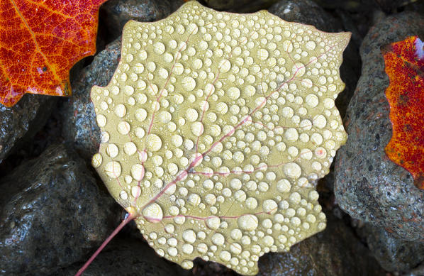 a close up of a leave covered by several water drops, Bolzano province, South Tyrol, Trentino Alto Adige, Italy