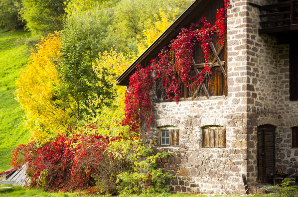 a view of an old hause covered by autumnal red ivy, Villnössertal, Bolzano province, South Tyrol, Trentino Alto Adige, Italy 