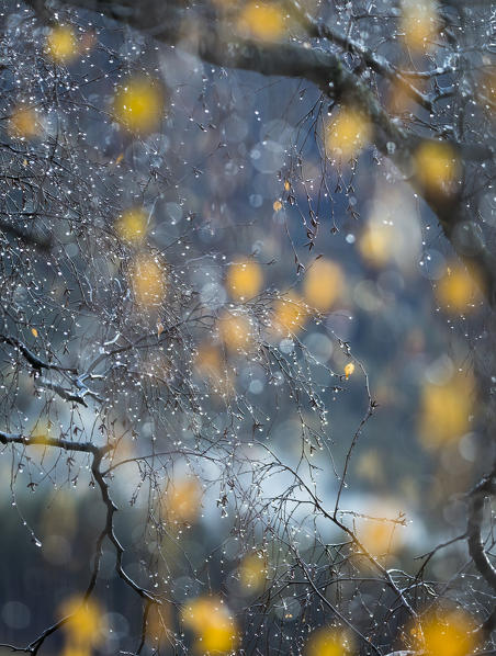 an abstract view of some yellow leaves during a light raining day, Villnössertal, Bolzano province, South Tyrol, Trentino Alto Adige, Italy