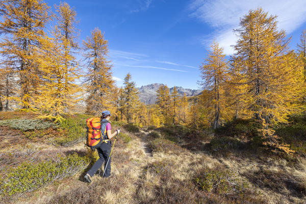 A girl is walking in a larches forest in Alpe Veglia and Alpe Devero Natural Park in autumn season (Alpe Devero, Baceno, Antigorio Valley, Verbano Cusio Ossola province, Piedmont, Italy, Europe) (MR)