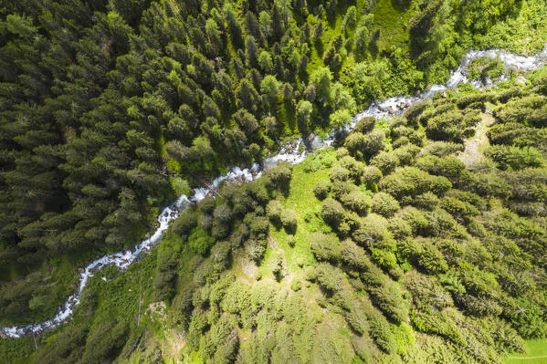 Aerial view of pine forest in Otro Valley (Alagna, Valsesia, Vercelli province, Piedmont, Italy, Europe)