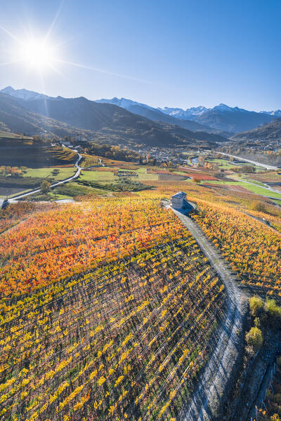 Vineyards in Aymavilles (Aosta province, Aosta Valley, Italy, Europe)