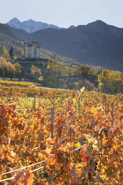 The Castle of Aymavilles surrounded by vineyards (Aymavilles, Aosta province, Aosta Valley, Italy, Europe)