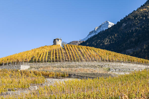 Vineyards in Aymavilles (Aosta province, Aosta Valley, Italy, Europe)