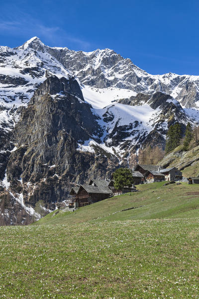 Spring view of the Alp Otro during the crocus blooming (Alp Otro, Alagna Valsesia, Vercelli province, Piedmont, Italy, Europe)