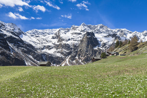 Spring view of the Alp Otro during the crocus blooming (Alp Otro, Alagna Valsesia, Vercelli province, Piedmont, Italy, Europe)