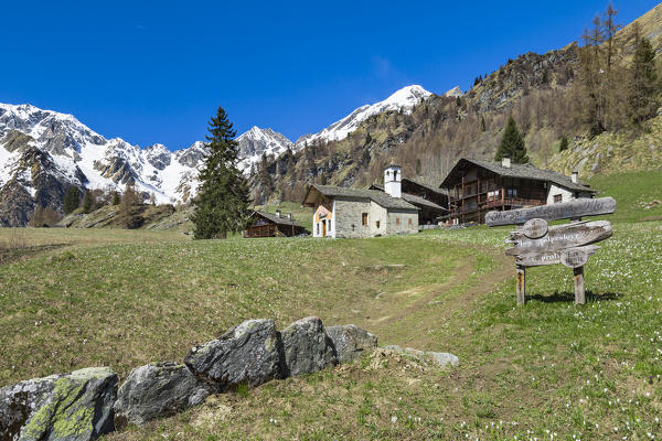 Spring view of the Alp Otro during the crocus blooming (Alp Otro, Alagna Valsesia, Vercelli province, Piedmont, Italy, Europe)