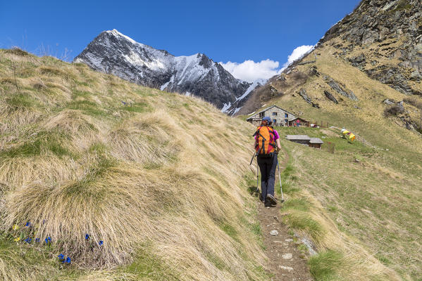 A girl is walking towards the Sattal Alp (Sattal Alp, Alagna Valsesia, Valsesia, Vercelli province, Piedmont, Italy, Europe)