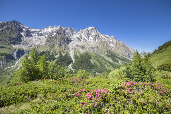 View of the Grandes Jorasses, Mont Blanc Massif (Alp Lechey, Ferret Valley, Courmayeur, Aosta province, Aosta Valley, Italy, Europe)