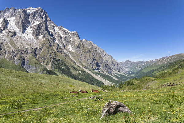 Cows in front of the Grandes Jorasses, Mont Blanc Massif (Alp Lechey, Ferret Valley, Courmayeur, Aosta province, Aosta Valley, Italy, Europe)