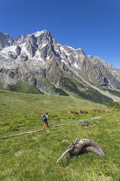 Walking in Ferret Valley in front of the Grandes Jorasses, Mont Blanc Massif (Alp Lechey, Ferret Valley, Courmayeur, Aosta province, Aosta Valley, Italy, Europe)