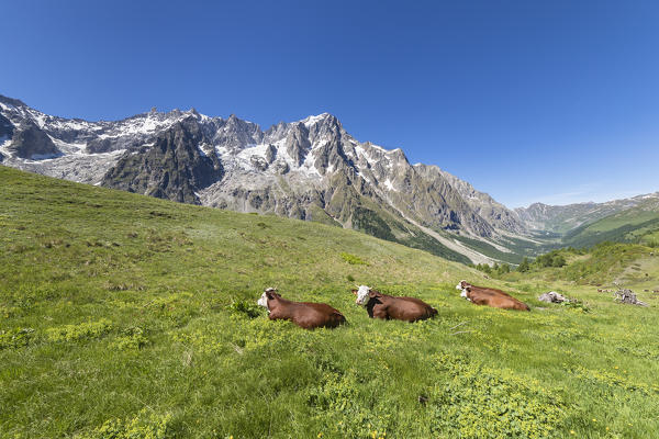 Cows grazing in front of the Grandes Jorasses, Mont Blanc Massif (Alp Lechey, Ferret Valley, Courmayeur, Aosta province, Aosta Valley, Italy, Europe)