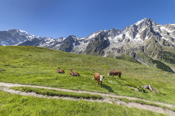 Cows grazing in Val Ferret in front of the Mont Blanc (Alp Lechey, Ferret Valley, Courmayeur, Aosta province, Aosta Valley, Italy, Europe)