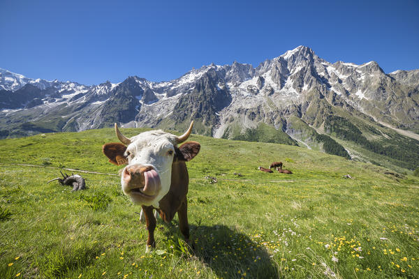 Cows grazing in Val Ferret in front of the Mont Blanc (Alp Lechey, Ferret Valley, Courmayeur, Aosta province, Aosta Valley, Italy, Europe)