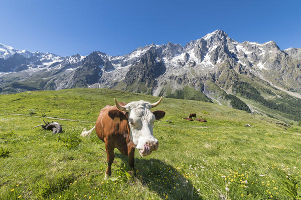 Cows grazing in Val Ferret in front of the Mont Blanc (Alp Lechey, Ferret Valley, Courmayeur, Aosta province, Aosta Valley, Italy, Europe)