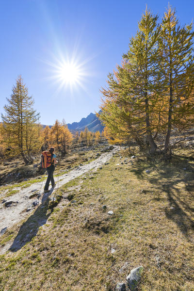 A girl is walking in the Alpe Veglia and Alpe Devero Natural Park in autumn season (Buscagna Valley, Alpe Devero, Baceno, Verbano Cusio Ossola province, Piedmont, Italy, Europe) (MR)
