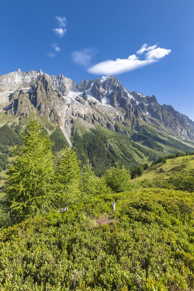 View of the Grandes Jorasses, Mont Blanc Massif (Ferret Valley, Courmayeur, Aosta province, Aosta Valley, Italy, Europe)
