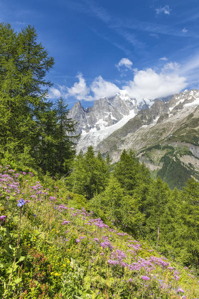 A view of the Mont Blanc Massif from the path to the Bertone Refuge during the Mont Blanc hiking tours (Ferret Valley, Courmayeur, Aosta province, Aosta Valley, Italy, Europe)
