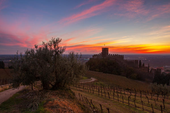 Europe, Italy, Veneto. The Soave castle among vineyards and olive trees on the hills Lessini in Verona