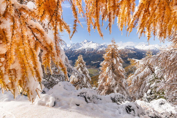 Autumnal landscape with yellow larix and first snow from Ables, Valfurva, Sondrio district, Lombardy, Alps, Italy, Europe, 