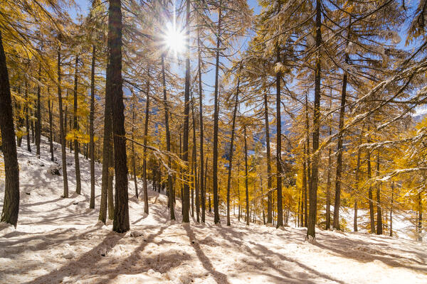 Autumnal landscape with yellow larix and first snow from Ables, Valfurva, Sondrio district, Lombardy, Alps, Italy, Europe,