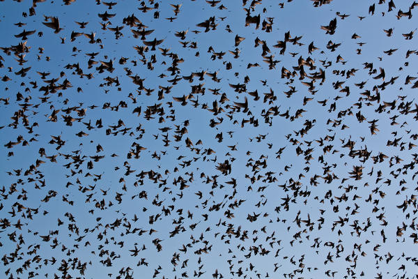 Common Starling. Veneto - italy