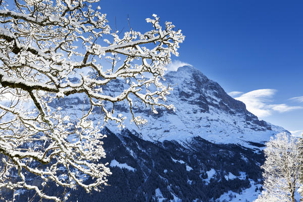 Snowy tree with Eiger in the backgound. Grindelwald, Canton of Bern, Switzerland, Europe.