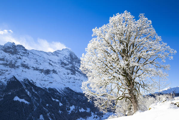 Snowy tree with Eiger in the backgound. Grindelwald, Canton of Bern, Switzerland, Europe.