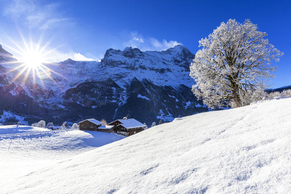 Traditional houses after a snowfall. Grindelwald, Canton of Bern, Switzerland, Europe.