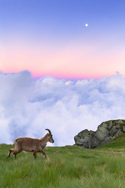 Young ibex walks in the grass with clouds in the background, at sunset. Valgerola, Orobie Alps, Valtellina, Lombardy, Italy, Europe