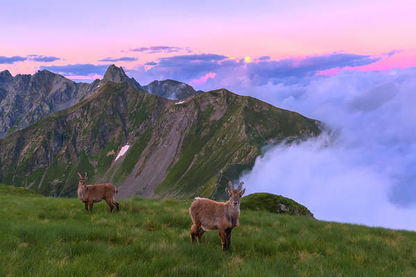 Young mountain goats  in the grass with clouds in the background at sunset. Valgerola, Orobie Alps, Valtellina, Lombardy, Italy, Europe