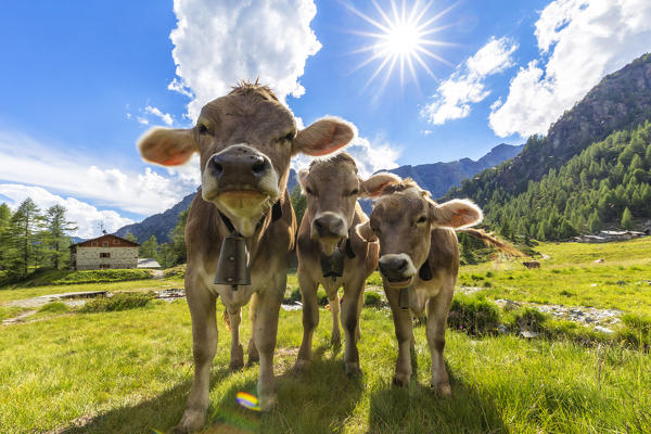 Three cow at pasture. Valmalenco, Valtellina, Lombardy, Italy, Europe.