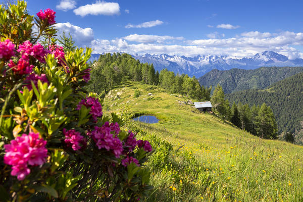 Flowering of rhododendrons with a hut and a pond in the background. Valgerola, Orobie Alps, Valtellina, Lombardy, Italy, Europe