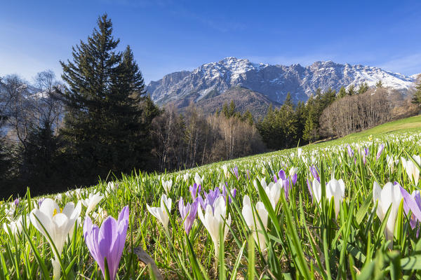 Flowering of Crocus Nivea at spring. Bormio, Valtellina, Sondrio province, Italy, Europe.