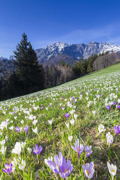 Flowering of Crocus Nivea at spring. Bormio, Valtellina, Sondrio province, Italy, Europe.