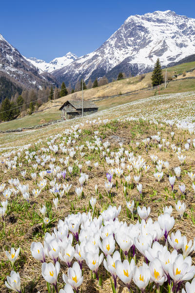 Flowering of Crocus Nivea. Valmalenco, Valtellina, Lombardy, Italy, Europe.