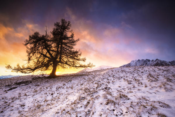 Lonely tree at sunset. Valmasino, Valtellina, Lombardy, Italy, Europe.