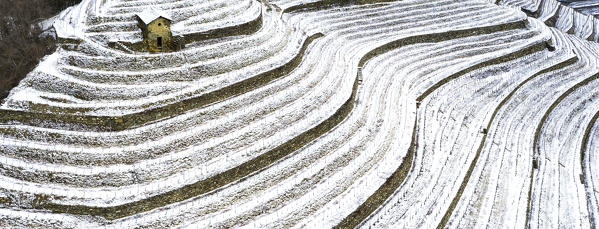 Aerial view of vineyards with snow. Bianzone, Valtellina, Sondrio province, Italy, Europe.