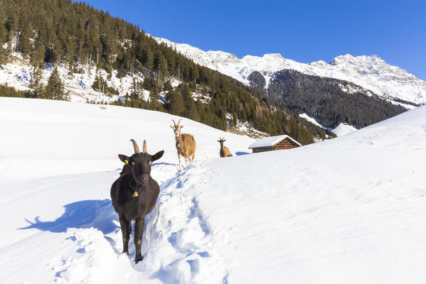 Curious goats walks in the snow. Soglio, Bregaglia Valley, Canton of Grisons, Switzerland, Europe.