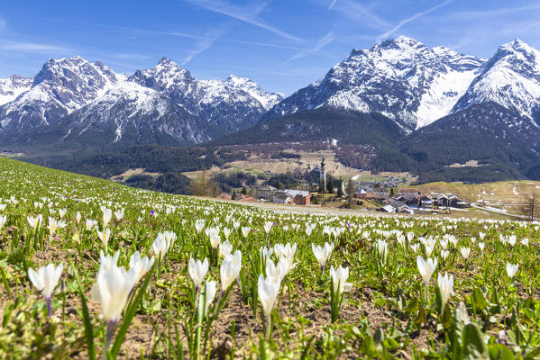 Flowering of Crocus nivea in the village of Ftan, Lower Engadine. Canton of Grisons, Switzerland, Europe.