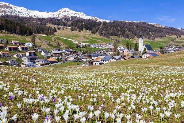 Flowering of Crocus nivea in the village of Ftan, Lower Engadine. Canton of Grisons, Switzerland, Europe.