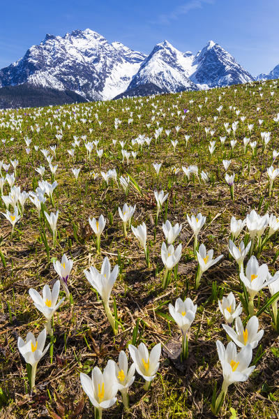 Flowering of Crocus nivea. Lower Engadine. Canton of Grisons, Switzerland, Europe.