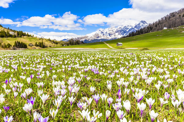 Flowering of Crocus nivea in Val Radons(Radons valley), Albula region, Canton of Grisons, Switzerland, Europe.