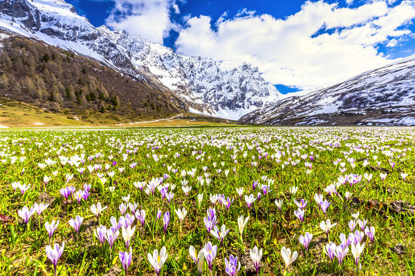 Flowering of Crocus nivea in Val Radons(Radons valley), Albula region, Canton of Grisons, Switzerland, Europe.