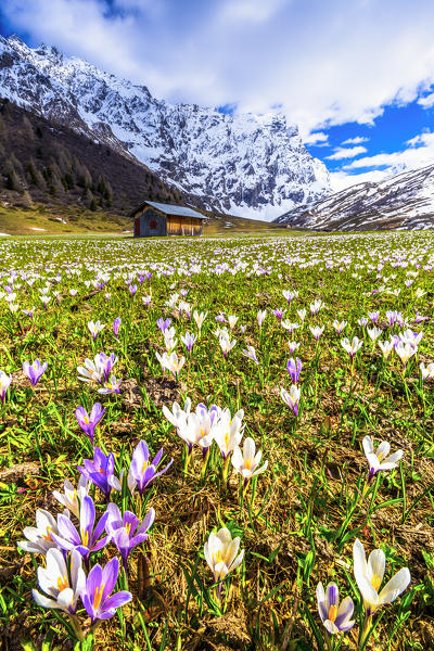 Flowering of Crocus nivea in Val Radons(Radons valley), Albula region, Canton of Grisons, Switzerland, Europe.